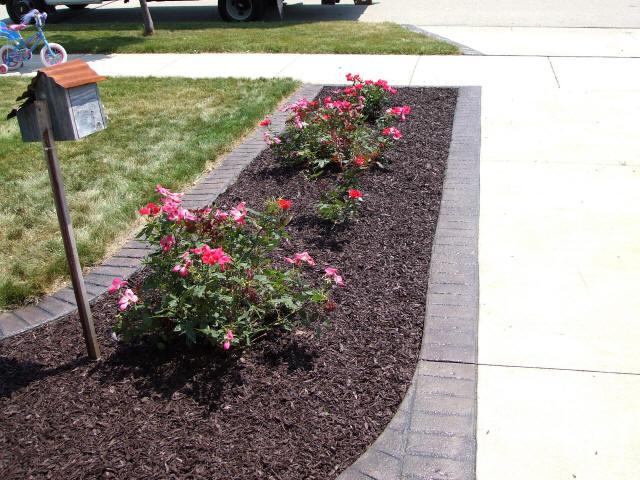Mulch beds with roses along a driveway in Olney