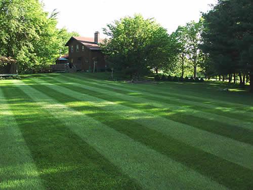 Freshly mowed, striped residential lawn